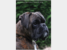 boxer-cuccioli-disponibili-prezzo-eur100000 